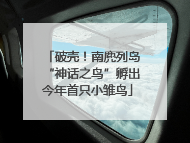 破壳！南麂列岛“神话之鸟”孵出今年首只小雏鸟